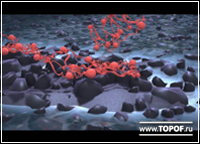 Michelin Wet Grip Elastomer
